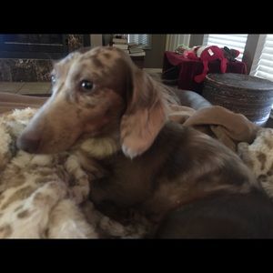 Meet your Posher, Debbie